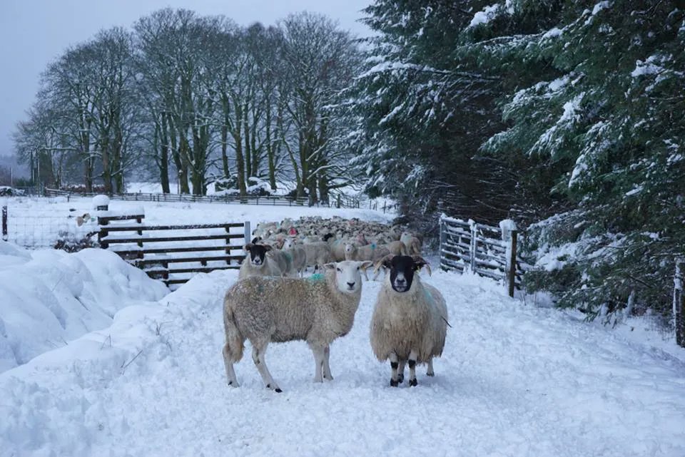 The future direction of the Scottish sheep industry will come under the spotlight at an online event, The Scottish Sheep Industry Conference, which has been organised by SRUC and takes place on 18 and 19 January 2022

Find out more at bit.ly/3IJHbMh