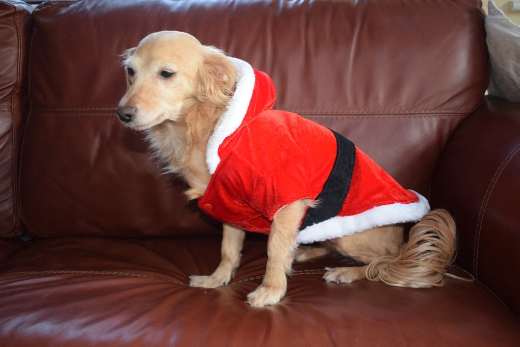 WarmDoggos's tweet photo. We currently have a 50% off offer on our stores for all Christmas themed jackets on our store, find out more here:
https://t.co/0FsDM8b5cp https://t.co/fFEzJk9Tgl
