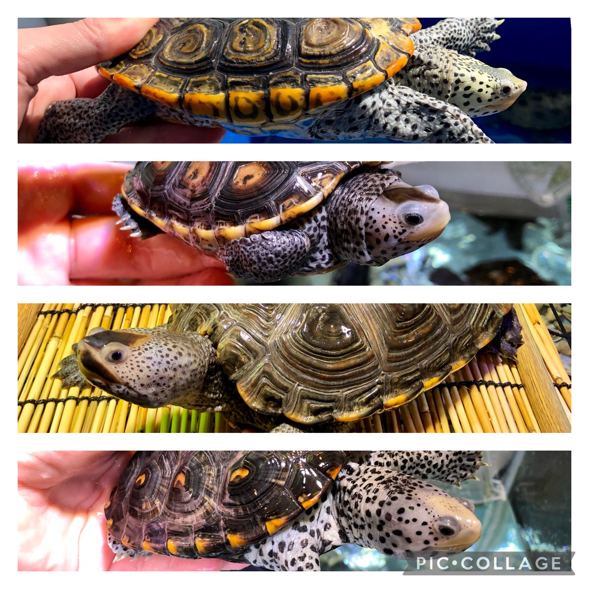 タガネ tweet media