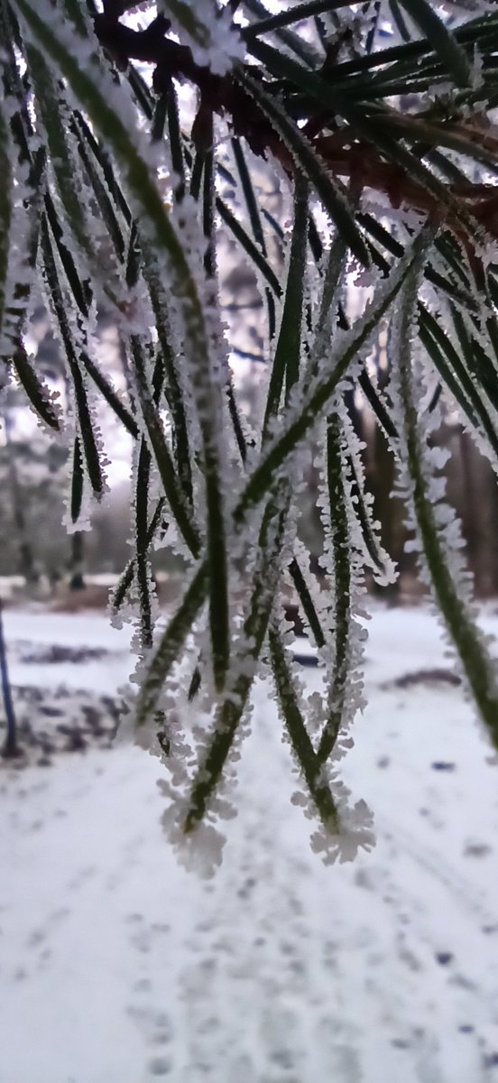 parkpowsin's tweet photo. @tweeter Nawet mroźny dzień🥶 może mieć swoje piękne oblicze😲❄️ https://t.co/0nFc5HtyYx