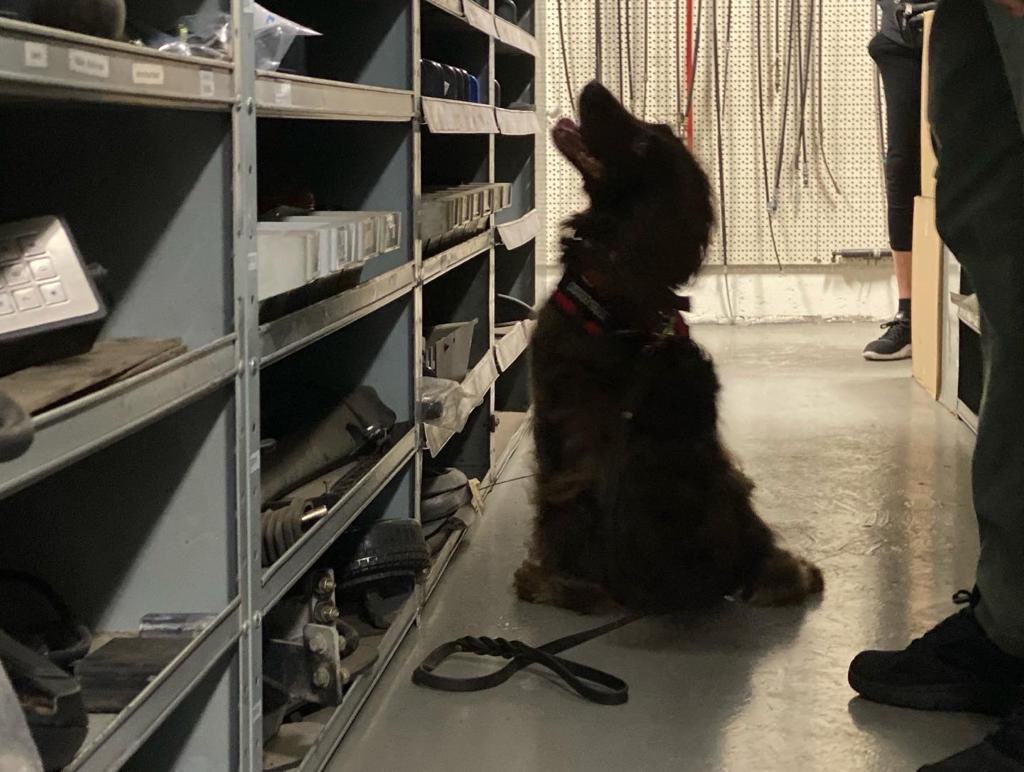 Scentimprint's tweet photo. International guests this week at our facility a professional bedbug detection dog team from Paris (DOGGYBUG).
#bedbugdogs #beddogs #bedswanten #cockerspaniel #snifferdogs #workingdog #dogtraining #sifd #scentimprintfordogs https://t.co/2sNoE14qS3