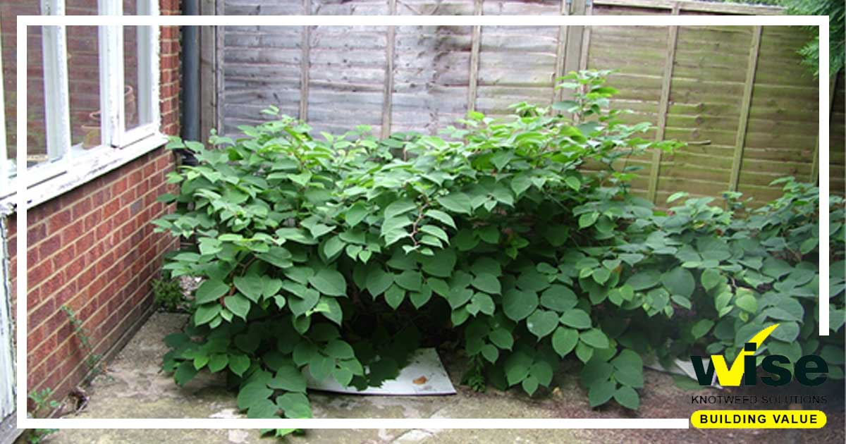 Our Japanese knotweed surveys are undertaken by specialists who are experienced and qualified in identifying &amp; treating invasive weeds. Furthermore, we are able to offer complete peace of mind with our 10-year Japanese knotweed guarantee.
