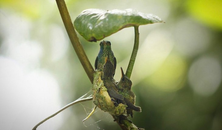 Curiotweet1's tweet photo. Bianca Caroline Soares, ecologista y entusiasta de la fotografía, descubrió un nido de colibrí con un techo de hoja mientras daba una caminata.  Hizo un seguimiento del nido. El colibrí tuvo dos crías, y Soares pudo capturar a la pequeña familia bajo un mismo techo...literalmente https://t.co/AZdhzOI41x