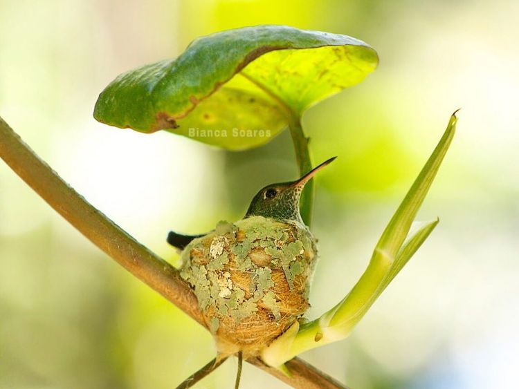 Curiotweet1's tweet photo. Bianca Caroline Soares, ecologista y entusiasta de la fotografía, descubrió un nido de colibrí con un techo de hoja mientras daba una caminata.  Hizo un seguimiento del nido. El colibrí tuvo dos crías, y Soares pudo capturar a la pequeña familia bajo un mismo techo...literalmente https://t.co/AZdhzOI41x
