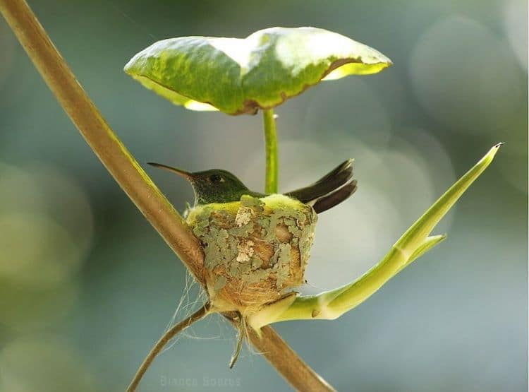 Curiotweet1's tweet photo. Bianca Caroline Soares, ecologista y entusiasta de la fotografía, descubrió un nido de colibrí con un techo de hoja mientras daba una caminata.  Hizo un seguimiento del nido. El colibrí tuvo dos crías, y Soares pudo capturar a la pequeña familia bajo un mismo techo...literalmente https://t.co/AZdhzOI41x