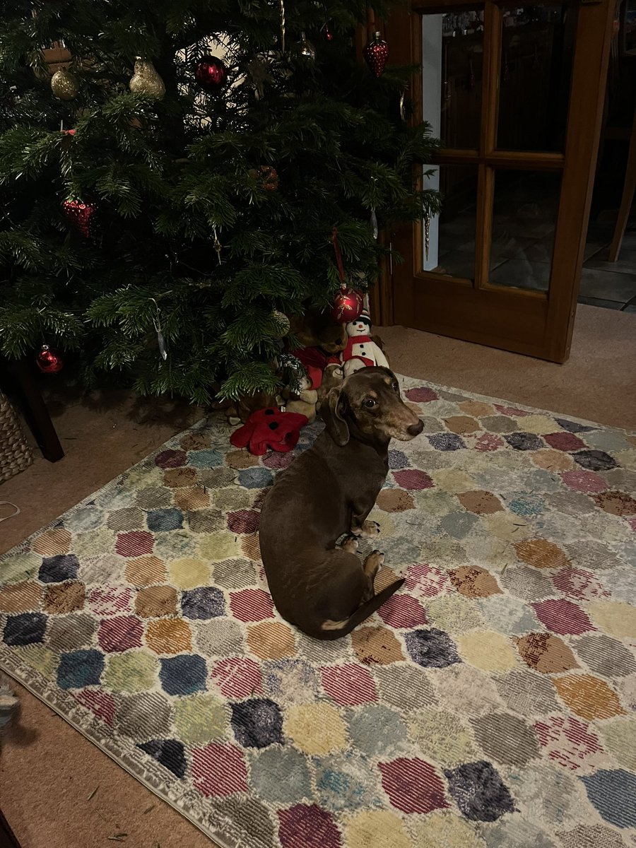 herrbutters's tweet photo. I’m not allowed to touch the toys under the tree which has been strangely brought inside my house . I’ll wait until they go out then get destroying them 😊 https://t.co/wjXYD0YkTb