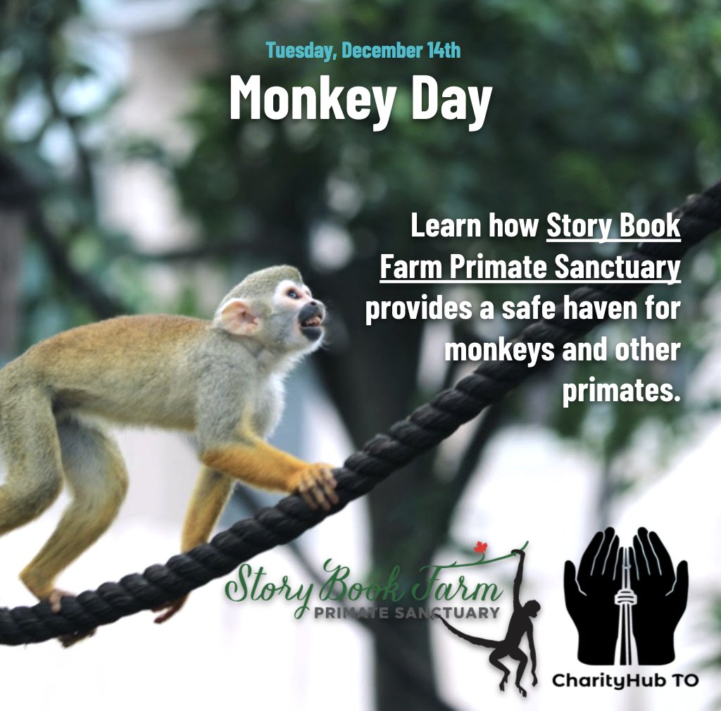 Monkey business is a specialty at Story Book Farm Primate Sanctuary. They offer a safe and compassionate space for monkeys and other primates, where they can recover from trauma and heal alongside animal companions.

Swing by their website to learn more!
storybookmonkeys.org/default.htm