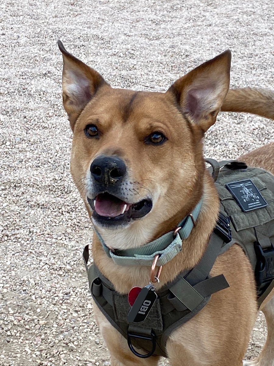 DamonFNG's tweet photo. @Jakon72 This is Obi, Obi doesn’t fuck with animal neglect. Be like obi, in your values at least… https://t.co/2YxmIryJlv