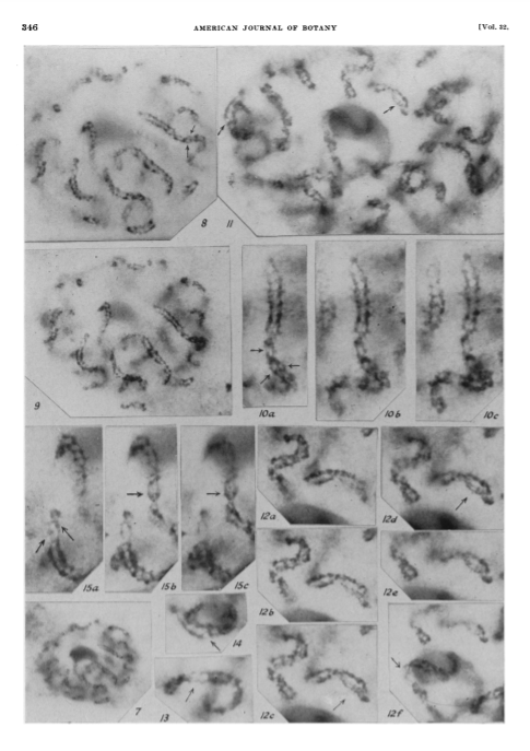 BUCBotany's tweet photo. A #cytologist, using #chromosomes to understand #phyletic relationships among #ferns and then, using newly developed ultraviolet and electron microscopy, for #algal structure as well. https://t.co/uPaXjymqch https://t.co/UnkXeMDTMQ