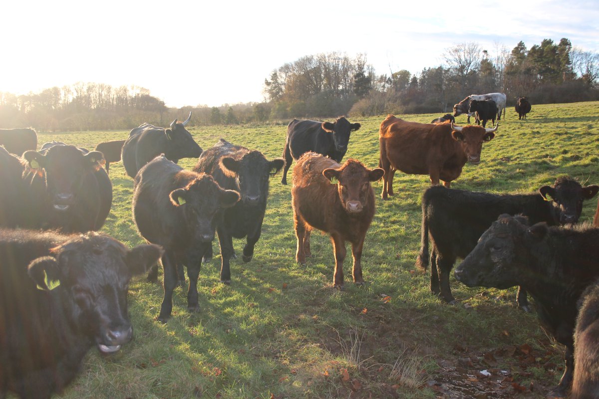 nationaltrust's tweet photo. Fernhall Farm in Herefordshire, run by Nicci and Nick Lloyd, is part of a 50-year vision, to make a difference for wildlife, soil, and water. Nature-based solutions are so important for the future of farmland, find out more @FFC_Commission: https://t.co/1T9kLd6q5T https://t.co/J2YX8ZNlWl