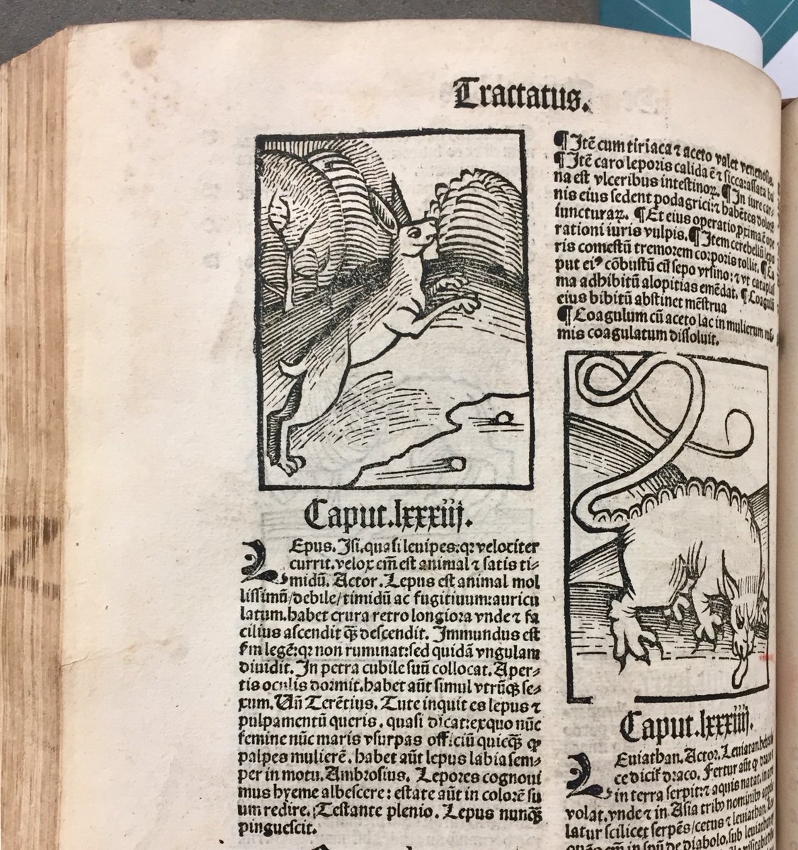 ParkerLibCCCC's tweet photo. #ParkerAdvent2021 Day 9: #Reindeer, #squirrels & a hare run amok in the woodcuts of EP.Q.4, Parker’s copy of the early printed 'Ortus Sanitatis' (Strasbourg, Reinhard Beck, 1517)
#Advent #EarlyPrinted #bestiary #Rudolph https://t.co/yqZeY04TQ9