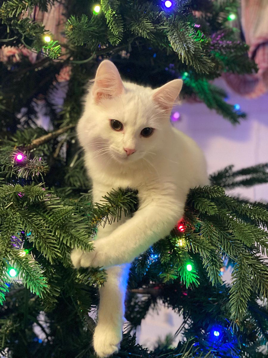 EMMASHA2155's tweet photo. Can we keep this all year? #CatsOfTwitter #cats #Christmas https://t.co/3ykAJz5n2F