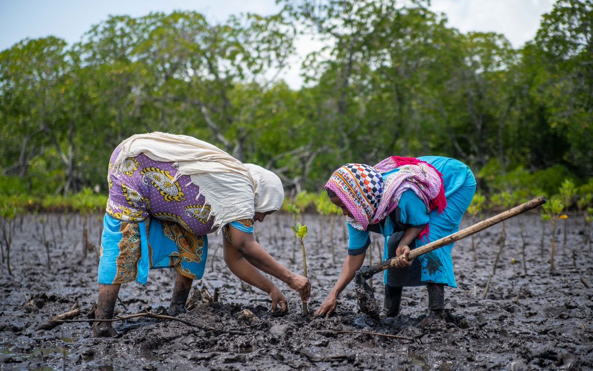 theGEF's tweet photo. Did you know that #mangroves are some of our best allies in the fight against #climatechange?  🌡️🌱

Meet the women in #Kenya supporting the restoration of these vital ecosystems: https://t.co/yqDbRi46QH

via: @nature_org #MangrovesMatter https://t.co/IGv3F3OYGg