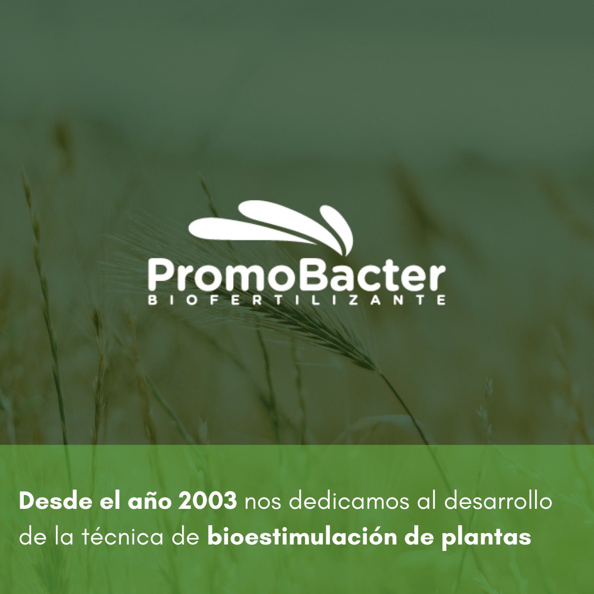promobacter's tweet photo. Desde el 2003 nos encontramos abocados al desarrollo de la técnica de bioestimulación de las plantas.
🌱🌾🙌🏼✨🍃☀️😎😌
#Promobacter
#Pioneros #Bioestimulantes #Cultivos #Agronomia #AgTech https://t.co/xHOTyEMTrm