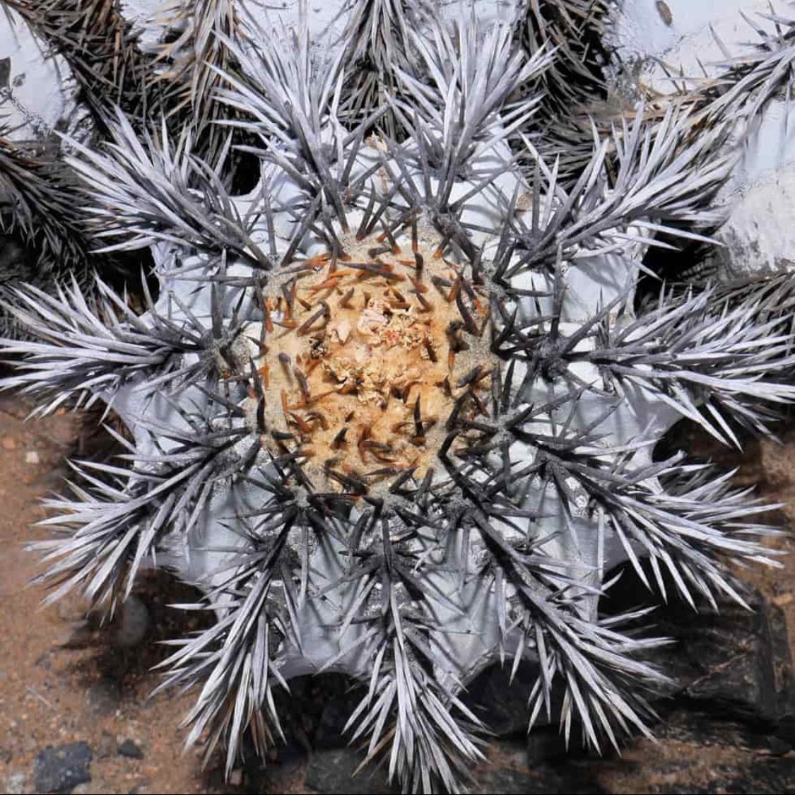#Copiapoa atacamensis - one of my personal favourites! 

#cactus #cacti #cacto #spines #chile #chileflora #atacamadesert #desertplant