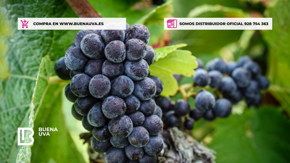 Buenauva's tweet photo. Desde 1818 elaborando algunos de los mejores espumosos de la comarca,  un dato de esos que gustan mucho en los telediarios; en 1999 una de sus cuvées fue elegida "Champagne del Milenio" en una cata a ciegas frente a otros 150 champagnes.
•
#BillecartSalmon #Champagne #BuenaUva https://t.co/kxkDZfH3N3