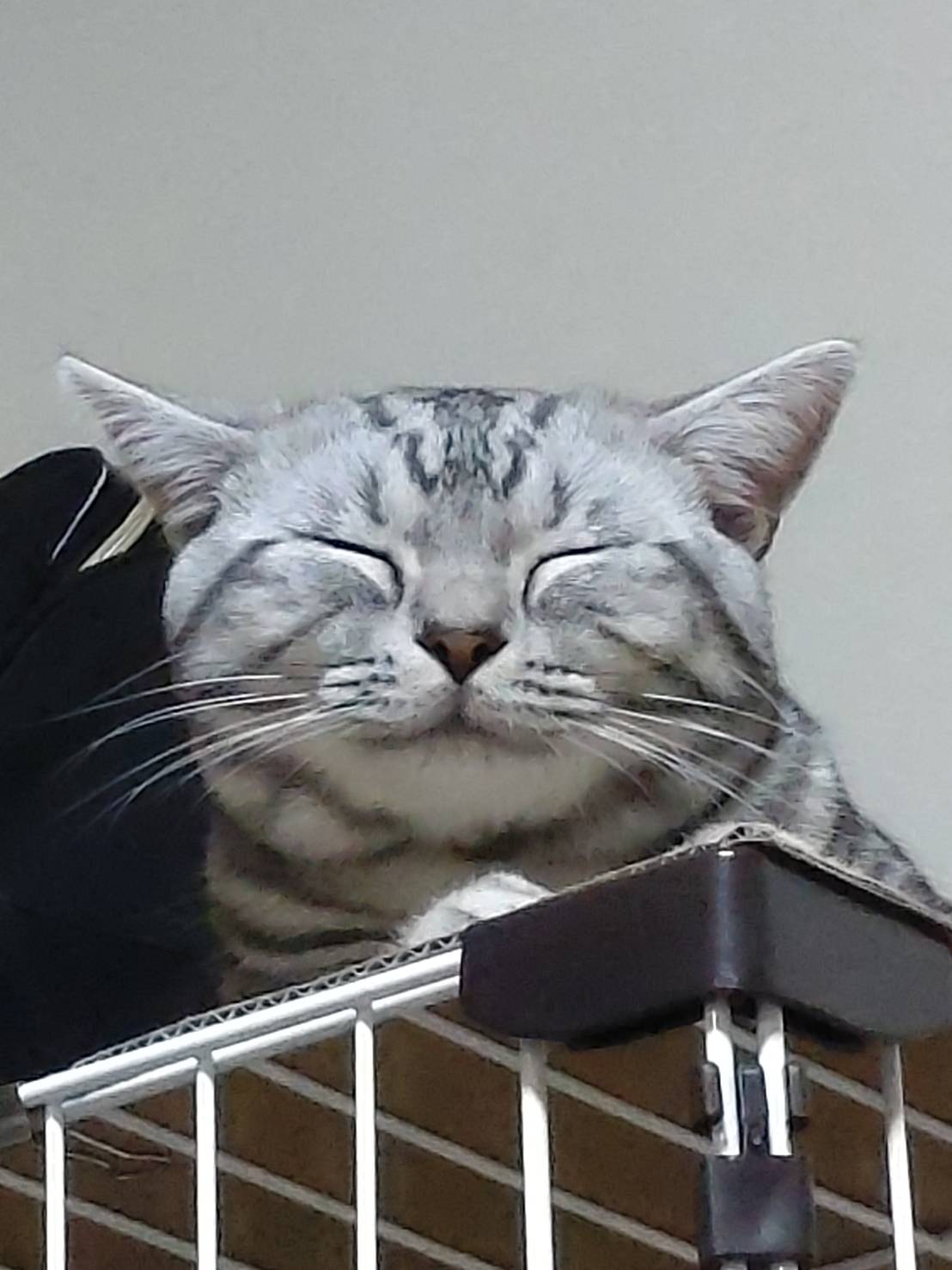 猫の笑顔 Twitter Search Twitter