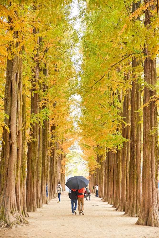 Marcellin06's tweet photo. Pengen ke sini tapi kapan?? Mengsedih
 :( #Korea #travelphotography #cantik #Indonesia https://t.co/v0AqoOEnev
