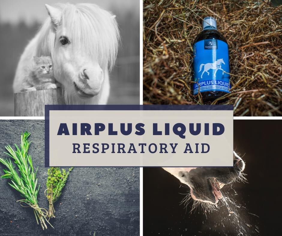 AIRPLUS LIQUID is an innovative equine respiratory supplement which has been carefully developed by our leading vets. A competition legal formula you can count on. @equestrianindex @stainsbygrange @Eilbergdressage #airplusliquid #respiratoryaid #horsesupplements