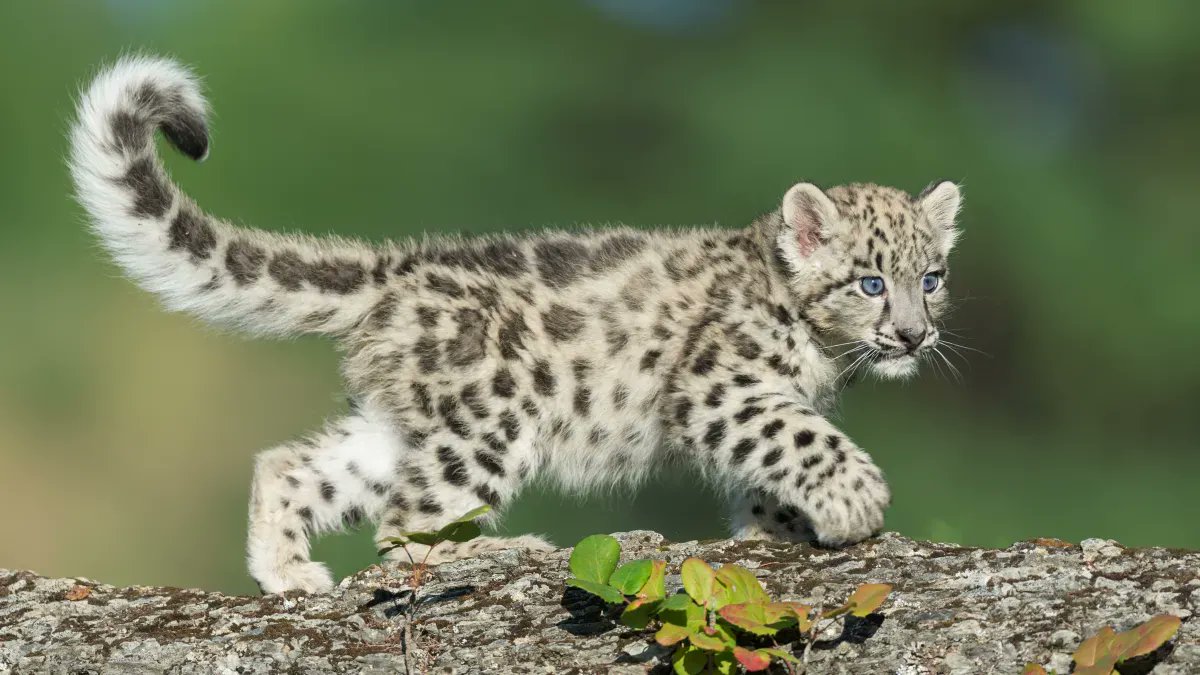 SearchScene's tweet photo. A 2021 WWF report found that only 3% of the snow leopard’s habitat has been rigorously studied.​ 
 
​@WWF is supporting research wherever possible and you can help projects like these by using SearchScene: https://t.co/94tabAr8Bc

#conservation #wildlifeconservation https://t.co/ePXv41M7Uh