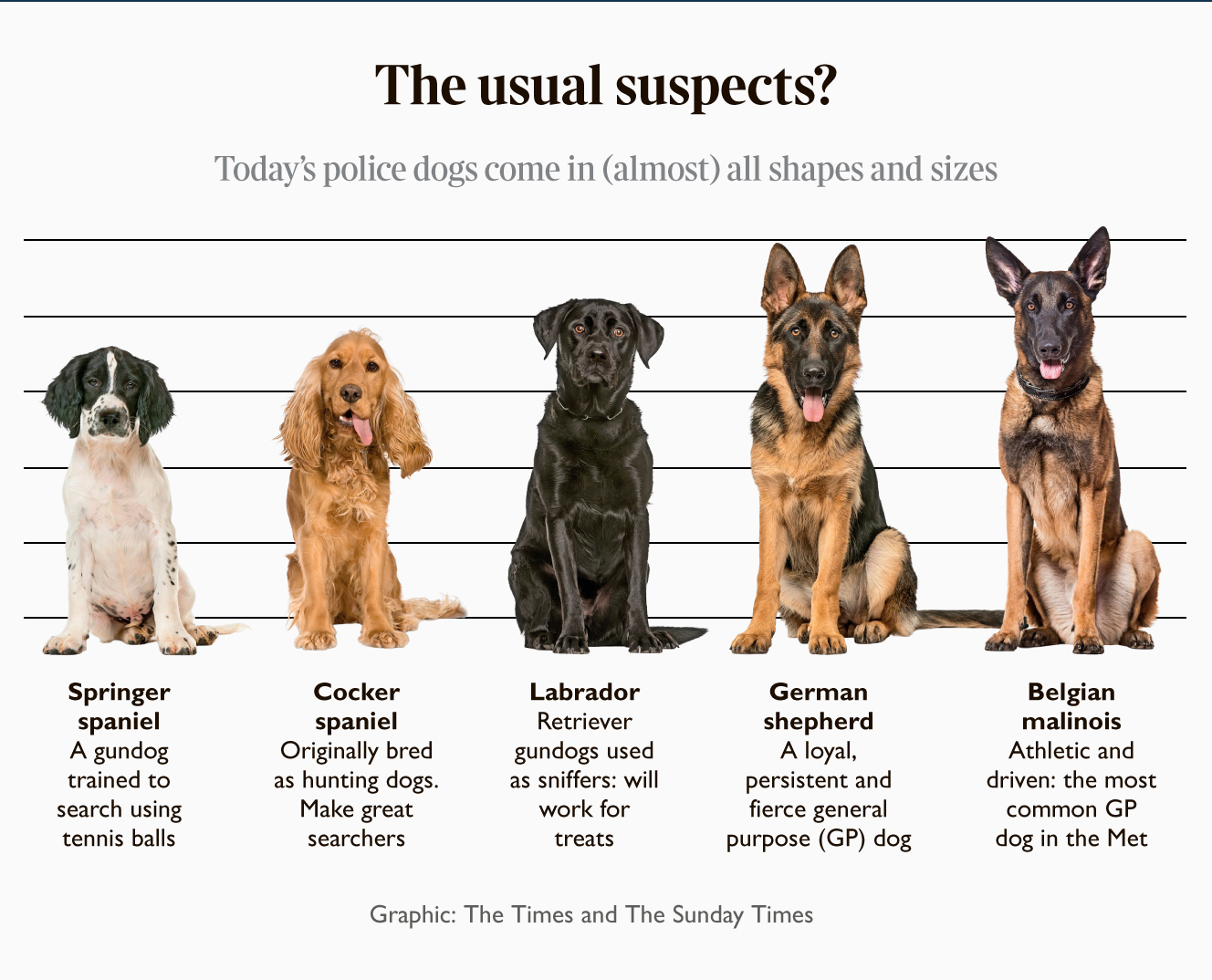 what dog is most used by police