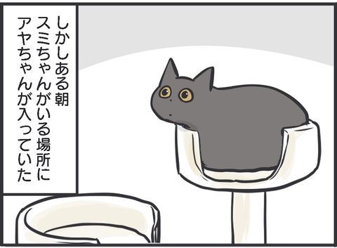 絶対に譲れない場所がある先輩猫、勝手に居座る後輩猫に…… "教育的指導"で威厳を示す姿がかっこいい漫画 https://t.co/0ErOHVSPic 