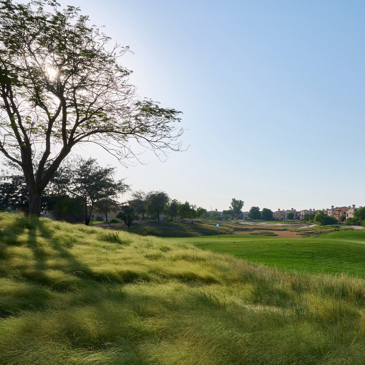 Native grasses glinting on the Fire Course 🙌🏻