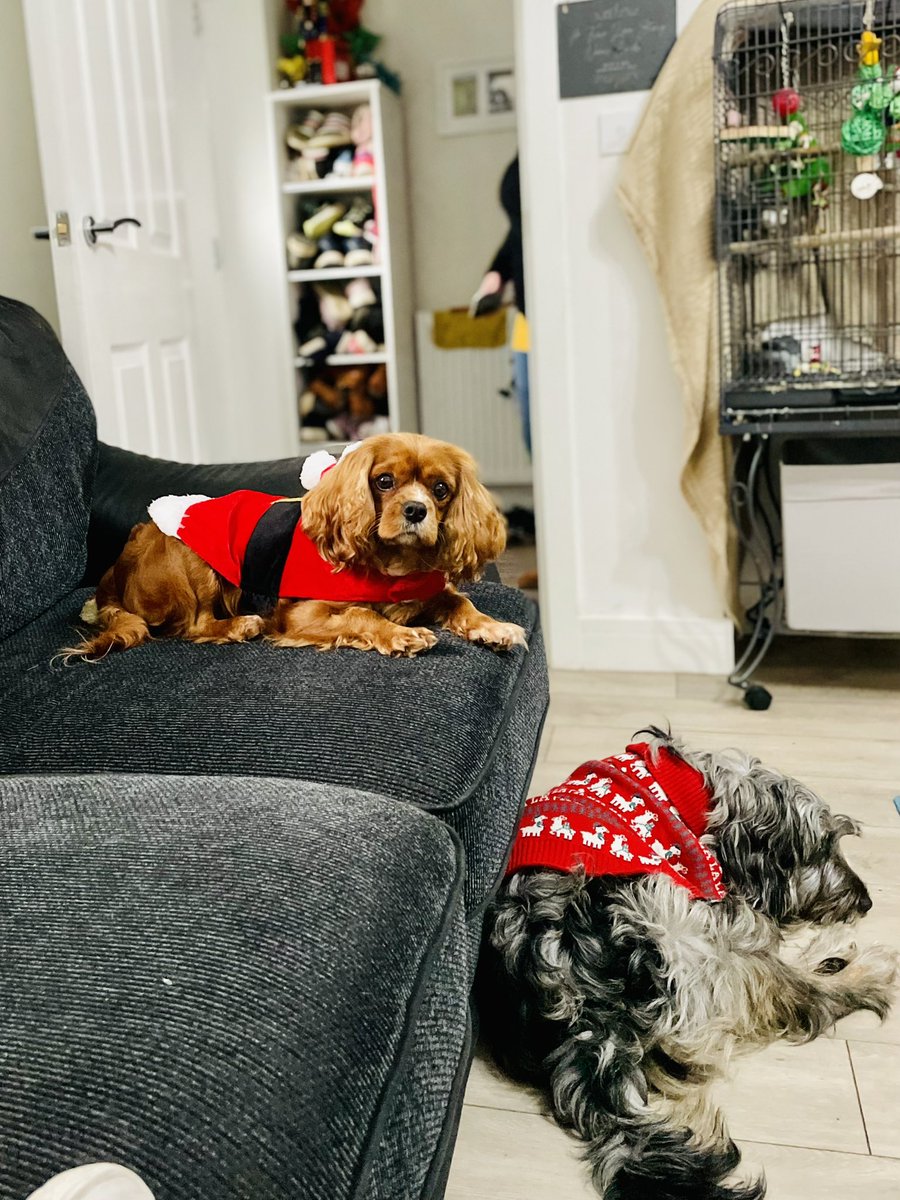 QuakerMerlin's tweet photo. Christmas jumpers😍 ?! Hooman said she wishes I would wear one but don’t like my signs lifted up🥺🥺
#DogsOfTwitter #ChristmasJumper #ChristmasGifts #EarlyPresent #Pets https://t.co/NcNe4wBqhI