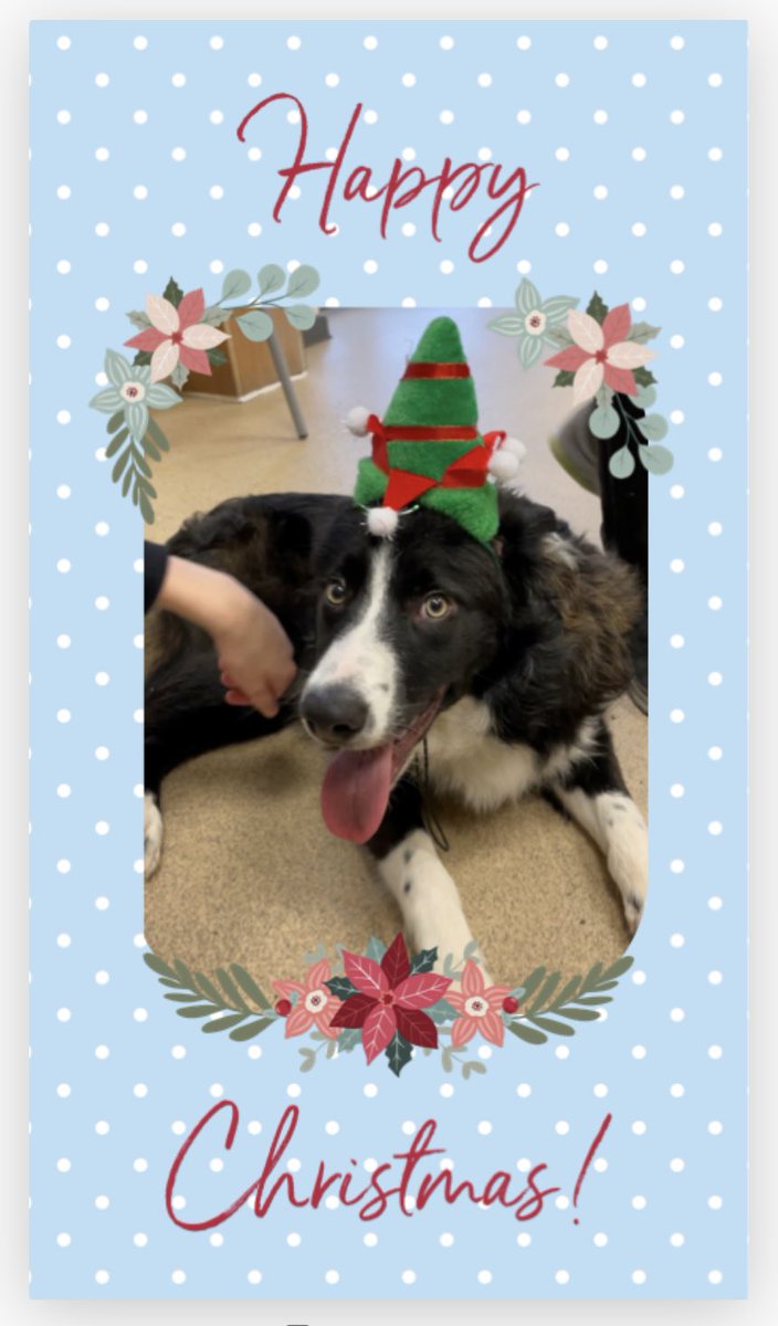 SJNMaestegALN's tweet photo. ⭐️🎄🎅🏼NADOLIG LLAWEN to ALL staff, pupils, governors and friends of @MaestegSchool Love from, Sid 🐾❤️ #StudentInterventionDog https://t.co/to0CUF8Sxa