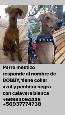 callejeritosDLV's tweet photo. #extraviadosensantiago en plaza uruguay #providencia, dicen que lo vieron en el #estadioespañol de #lascondes, fue subido a #sofafe https://t.co/e4lUmJC75U