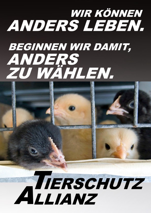 Lange gefordert, unter Schmidt und später Klöckner immer wieder verschoben, soll es nun aber endlich kommen - das Verbot des  millionenfachen Kükentötens in der Legehennenhaltung tritt ab Beginn des neuen Jahres in Kraft! Halleluja!