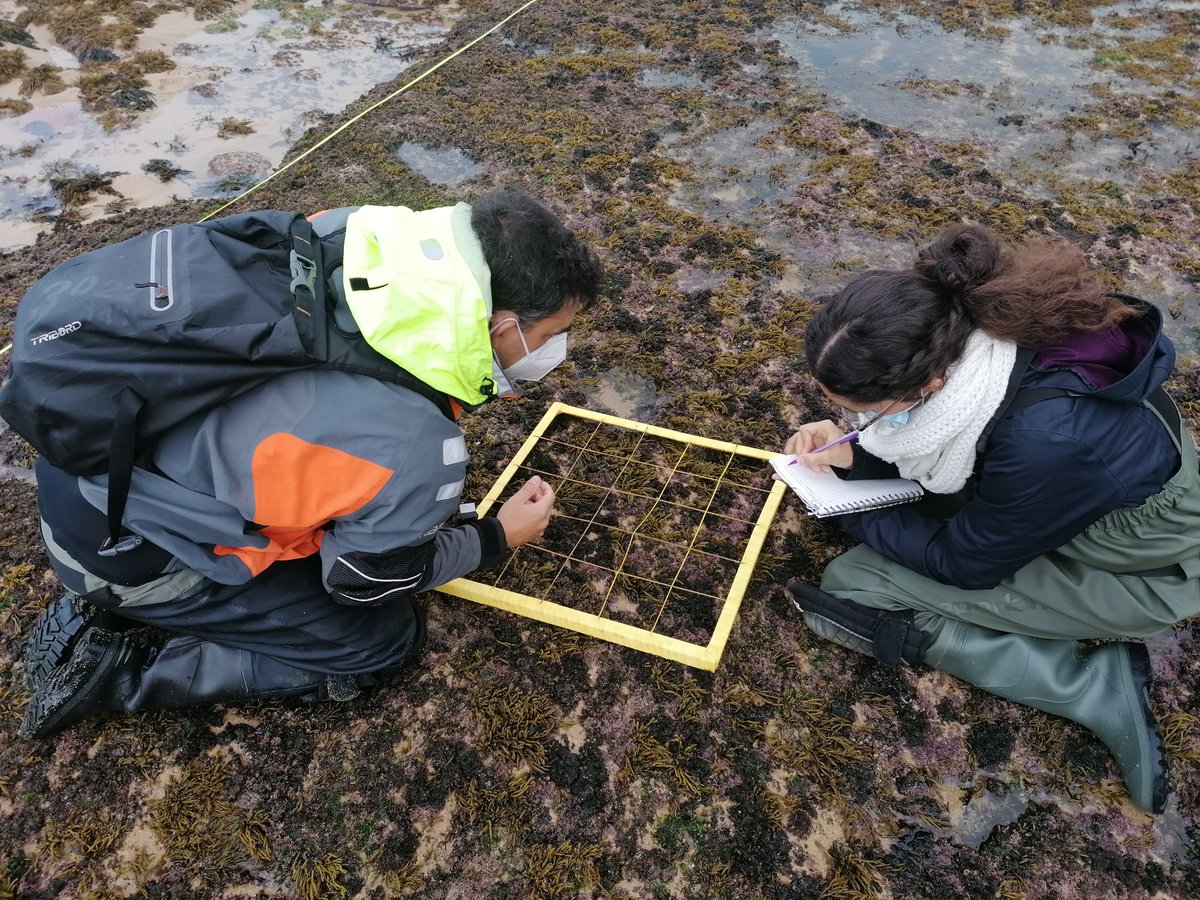 MARE_Madeira's tweet photo. Our PhD student Silvia Almeida joined researchers from MARE-ISPA to collect aerial imagery of Portugal's intertidal communities last week 🦀
This @MARE_centre collab gathers researchers from Madeira, @ispamedia and @FC_UL to map #intertidal habitats.
#Drones #MultiSpectra #AI https://t.co/UKGjY4Z6qE