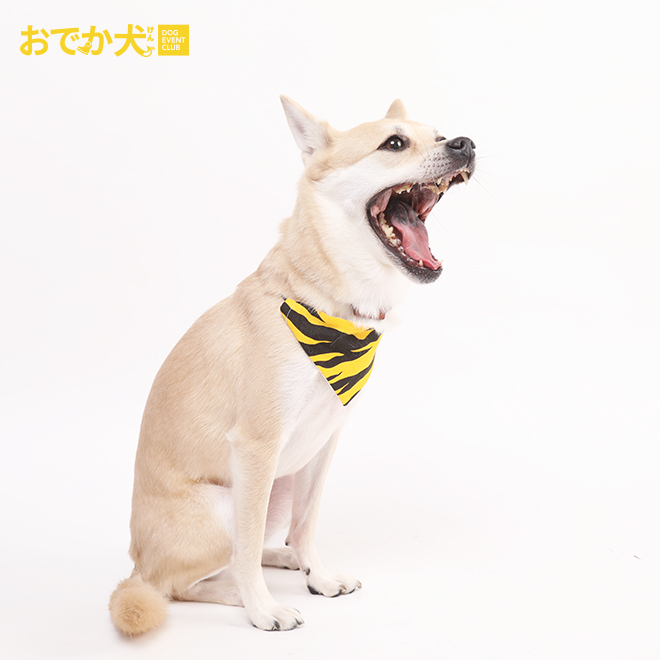 びっくり犬 Twitter Search Twitter