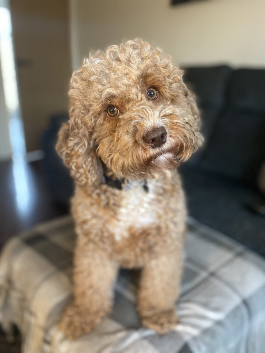 DottieCockapoo tweet picture