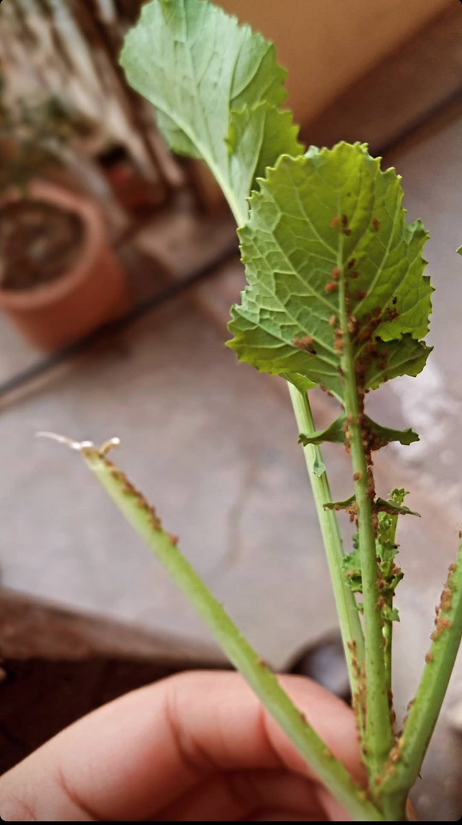 NadiaKhan06's tweet image. Field snap this morning,
No rains, dry spell leading to increased Aphids infestation, one of the many examples of climate change impacts on crop production and agri insect pests expansion.

#Agroclimate #climatechange #COP21