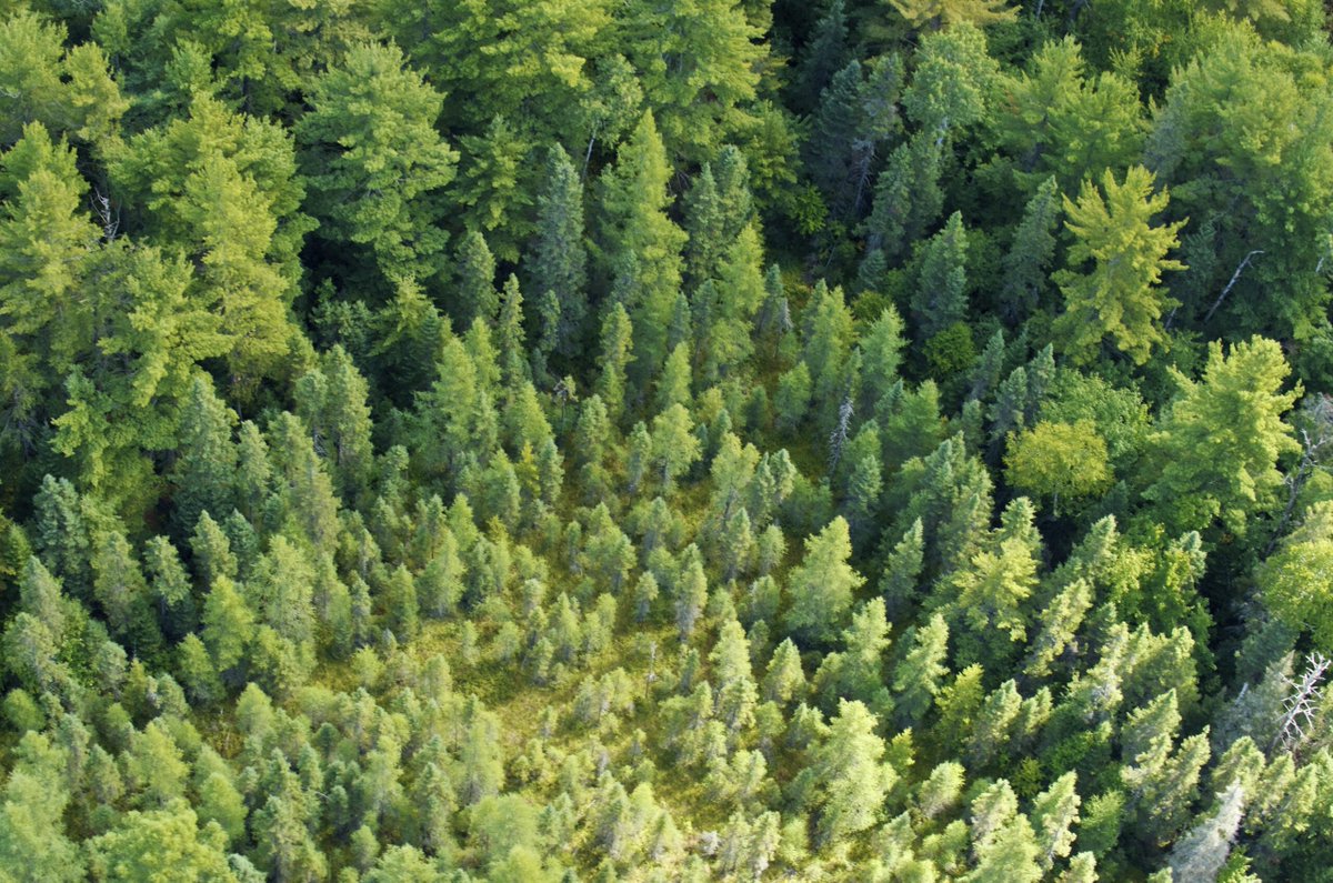 HedgerowGroup's tweet photo. Canada’s Forest Sector Welcomes Federal Investments That Pave the Way to a Net-Zero Future. Canada’s Minister for Natural Resources, Seamus O’Regan, launched a call to help advance Canada’s forest sector bio-economy and low-emission energy future.

https://t.co/w9oXyl5VxC https://t.co/ZzQkCu5c0w