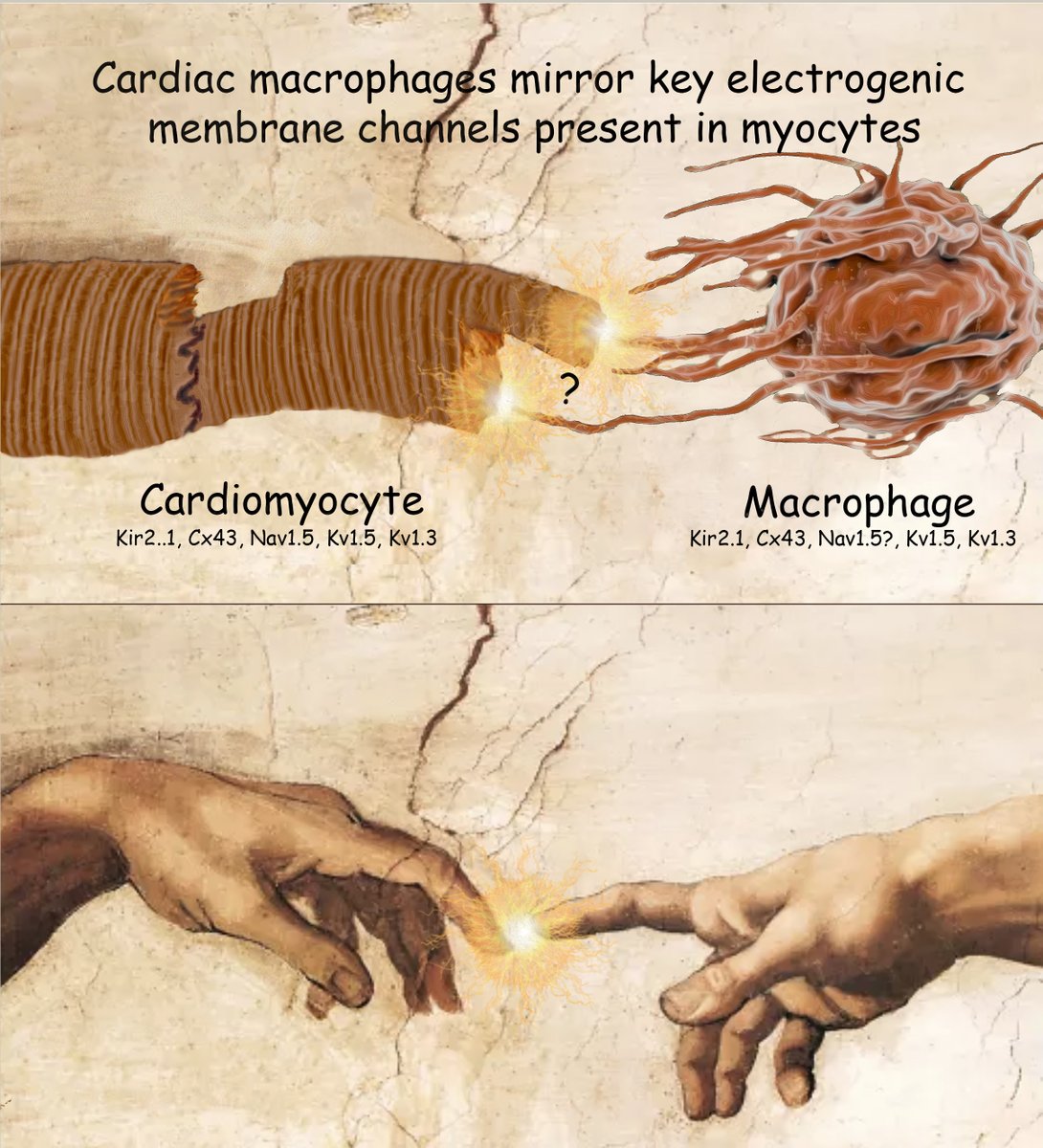 My editorial on interesting new paper in CVR by Simon-Chica et al on the enigmatic role of macrophages in cardiac electrical signaling just published-lnkd.in/ev_T_XaN. Could not help nod to Michelangelo who foresaw ephaptic is probably the most important interaction : )