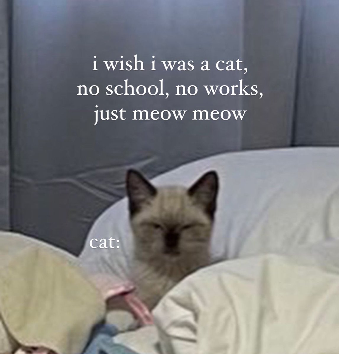 คิดว่าเป็นแมวมันง่ายเหรอนุด