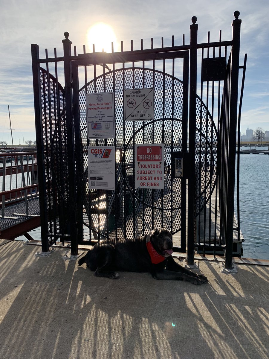 Malgorzattaa's tweet photo. Pluto wants to be guard dog at the Montrose Harbor. 😂😂😂🐾🐾 #Pluto #dogsoftwitter #dogs #Chicago #GuarDog https://t.co/xWNvk0DwVW