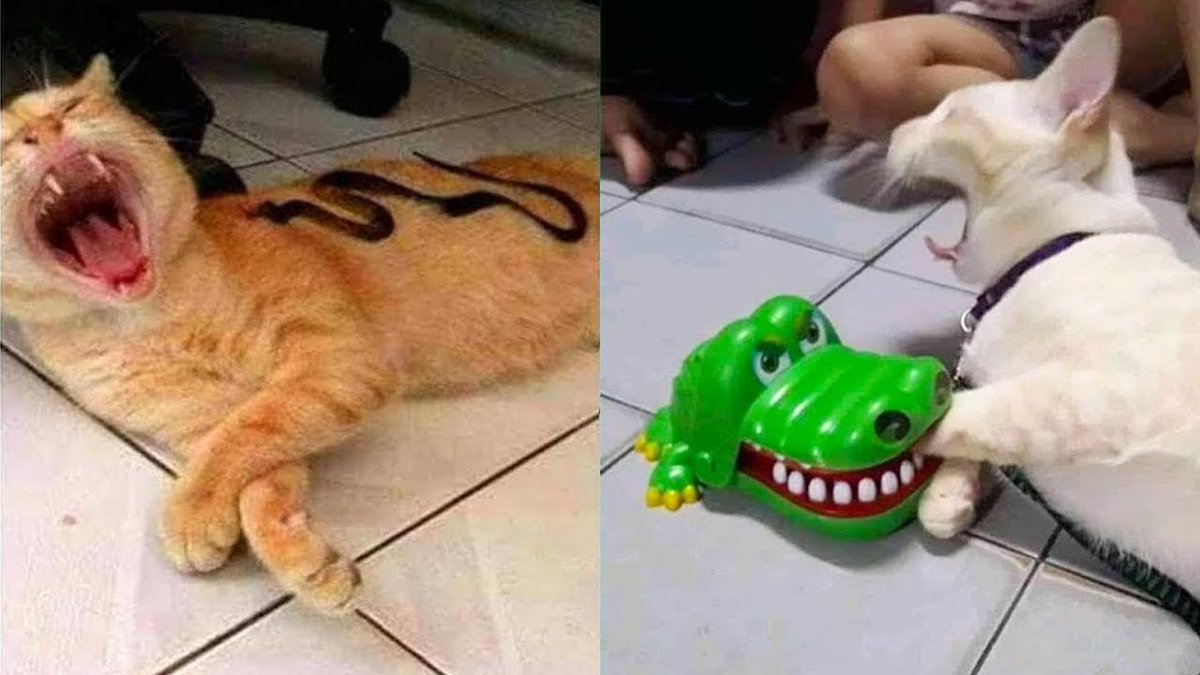 cats_laws's tweet photo. Best Funny Cat Videos That Will Make You Laugh All Day Long 😂😹=>https://t.co/37zmwPzd0r
++++++
#WhyIChime
#studentloanforgiveness
#DearVenmo
#TreasonTexts
Kevin James
Michelle Yeoh
Stan Lee
The Villages
#NintendoSwitch2021
Sandy Hook https://t.co/sIgbrNAvBK