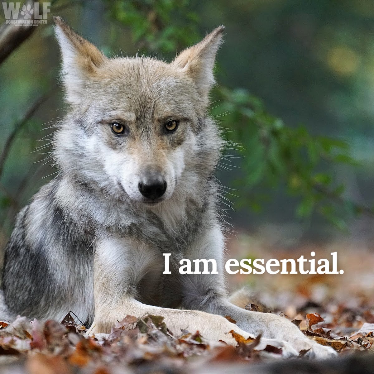 USFWS released their proposed revision to its Mexican Gray wolf management rule, but it still fails to support recovery! Tell USFWS: ▪ killing wolves should never be a mgmt tool ▪ lobos are #essential ▪ follow the science TAKE ACTION to #SaveTheLobo ➡ bit.ly/3cTqlff