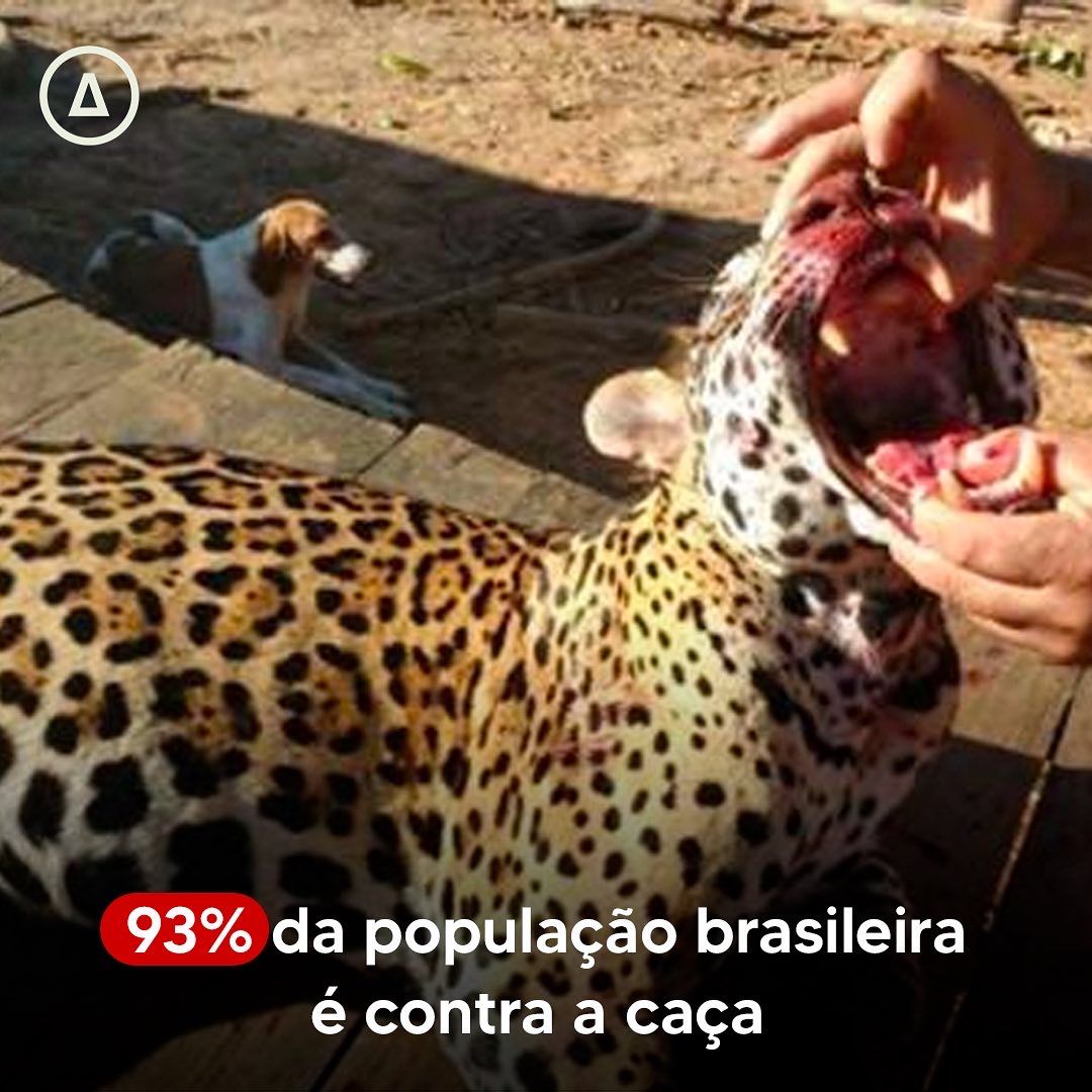 Instituto Ampara Animal tweet media