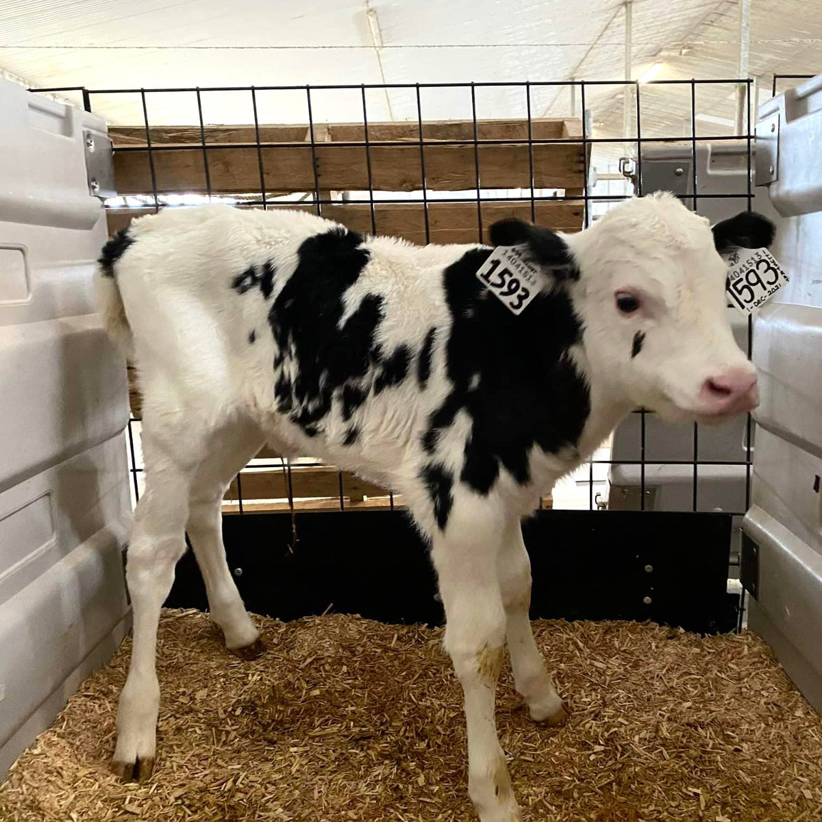 Update on CDX’s 100% donation heifer!
CDX-ROSZELL M&amp;M
Bought by Bally Bright Farm (Vicky Morrison), Essex County in the Calves For A Cause Sale. 
She just calved a polled heifer calf by Vogue Illustrator.
CONGRATS!