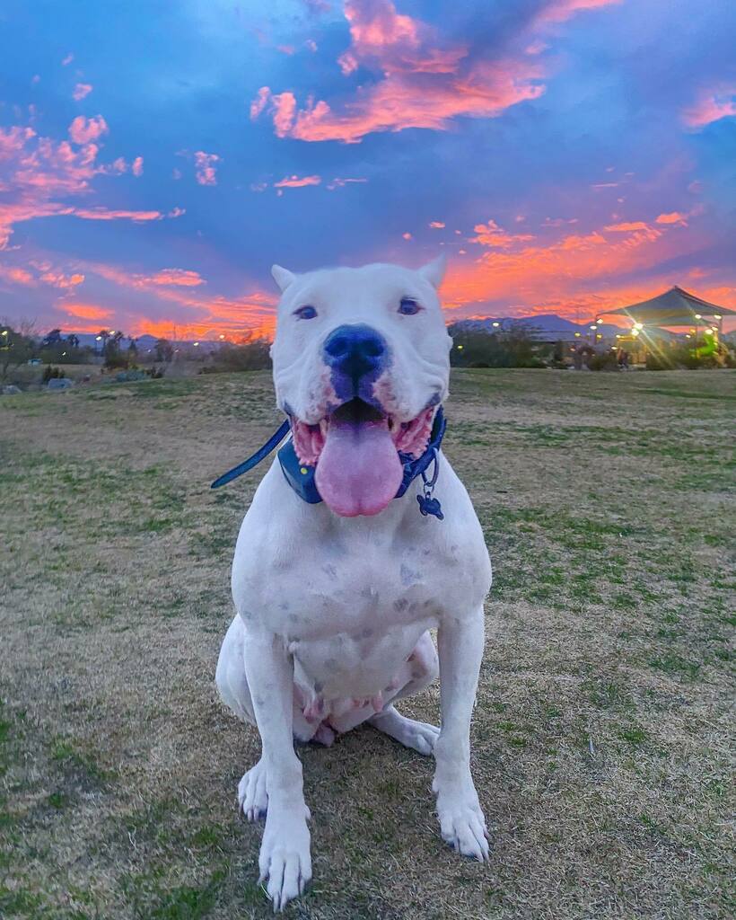 dogoasawa's tweet photo. She looks so happy, and she learned to roll over in just 2 sessions!! Smart puppy!!
Breeder: @delcaritasdogo
Collar and harness: @kiloninerpets
.
.
.
.
.
#dogoargentinolove #dogoargentino #dogoargentinogram #dogoargentinoworld #dogoargentinousa #dogoarg… https://t.co/JbrM6o4oJT https://t.co/IO1lPhsGUw