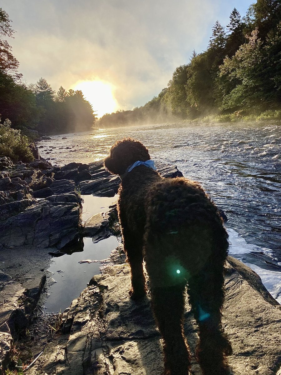 André Ryan tweet media