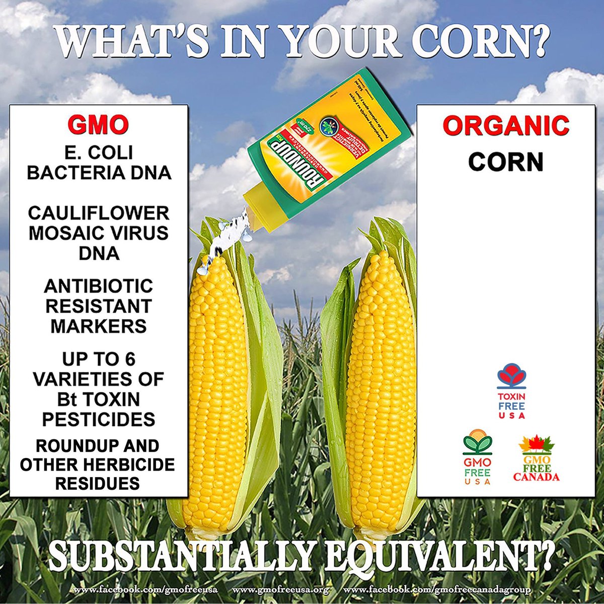GMOFreeUSA's tweet photo. NOT WORTH THE RISK. It might LOOK like your grandmother's corn, but this #GMO corn, which is widely found in processed foods across the U.S., is registered with and regulated by the EPA, just as all of the other toxic synthetic pesticides are...🧵 https://t.co/GNwpPqgiph