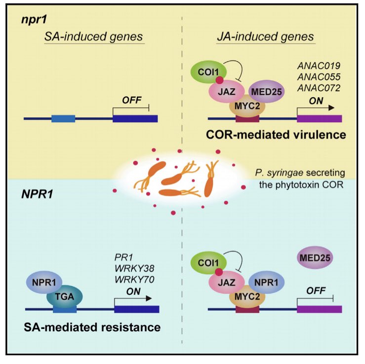 18 years after identifying the NPR1 gene regulator as a cross talk mediator of #plantimmunity hormones with @Corne_Pieterse, now @NomotoMika & @_michaelskelly from the Tada & @SpoelLab reveal the molecular mechanism!! #plantsci @SBSatEd @InstMolPlantSci bit.ly/3s5KYgM