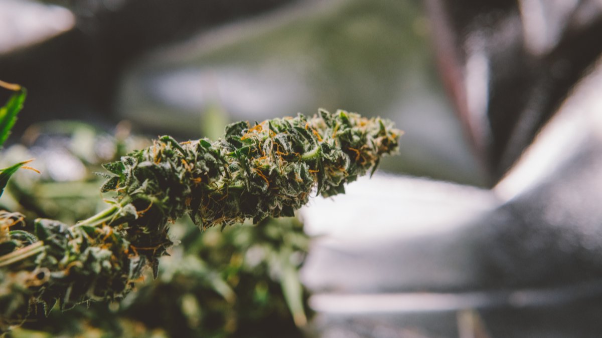 CBDLearningBase's tweet image. Montana&apos;s lawmakers are already making amendments in its bill to legalize recreational marijuana. bit.ly/3yqf1ky

#marijuana #CBD #CannabisCommunity #CannabisLegal #cannabisculture #cannabisindustry