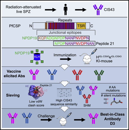 It was fun to write this Preview "How to train your antibody to fight malaria" with (twitterless) Victoria Stalls:
authors.elsevier.com/a/1eF823qNrUmR…