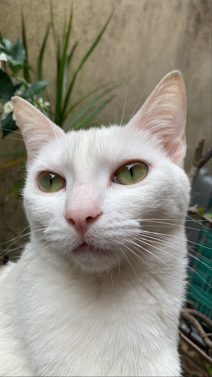 Mili_Barberis's tweet photo. Hola gente, el domingo 12/12 se escapó Mentita y nos rompió el corazón a todos. Es blanca, ojos verdes y tiene una manchita negra en la cabeza. Se perdió por Aráoz y Lerma, es la 1era vez que se va sola y no tenía collar. Les ruego que me ayuden a difundir, la extrañamos mucho https://t.co/IWuvNe7Ddi